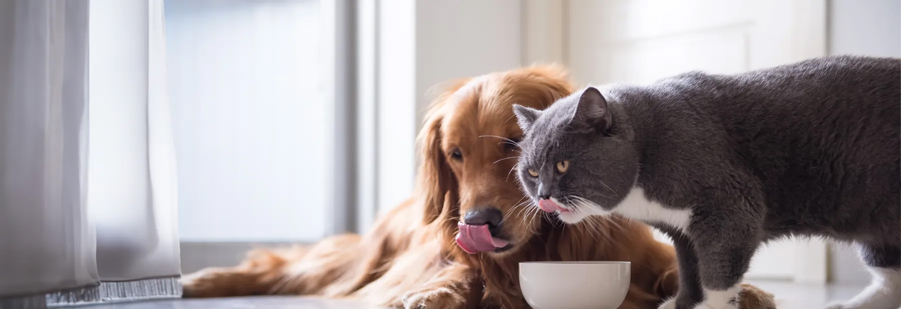 Animal Compagnie Boutique -Animal Compagnie Boutique 1