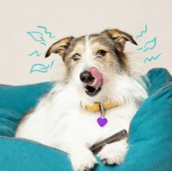 Edgard & Cooper Mach'sticks Pomme & Eucalyptus Moyen Chien 160 G -Animal Compagnie Boutique chien dental adulte naturel eucalyptus pomme 160g 3