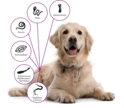 Drontal Chien 6 Cps -Animal Compagnie Boutique drontal chien 1 2