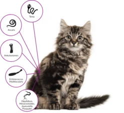 Drontal Chat 2 Cps -Animal Compagnie Boutique drontal tower hp cat graphic fr