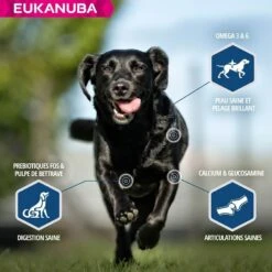 Eukanuba Chien Daily Care Surpoids Ou Stérilisé 12 Kg -Animal Compagnie Boutique eukanuba chien daily care surpoids ou st rilis 12 kg4