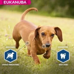 Eukanuba Chien Daily Care Surpoids Ou Stérilisé 12 Kg -Animal Compagnie Boutique eukanuba chien daily care surpoids ou st rilis 12 kg5