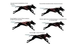 I-Dog Harnais X-Back One M -Animal Compagnie Boutique harnais x bag one idog 5