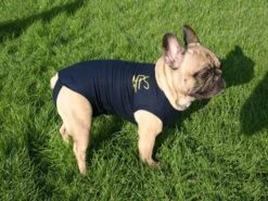 Medical Pet Shirt Chien XL -Animal Compagnie Boutique medical pet shirt chien 1 1 1 2 1 1