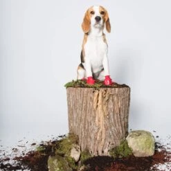 Pawz Bottes Noires S -Animal Compagnie Boutique pawz bottes rouges s la compagnie des animaux 3 2