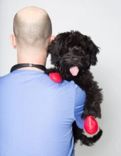 Pawz Bottes Noires S -Animal Compagnie Boutique pawz bottes rouges s la compagnie des animaux 5 2