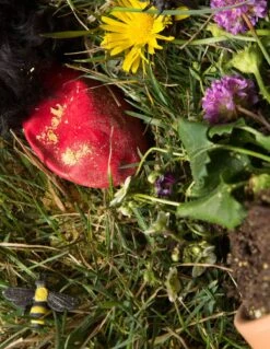 Pawz Bottes Noires S -Animal Compagnie Boutique pawz bottes rouges s la compagnie des animaux 6 2