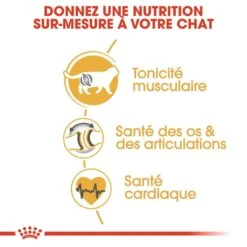 Royal Canin British Shorthair Adult 10 Kg -Animal Compagnie Boutique royal canin british shorthair adult 10 kg 4