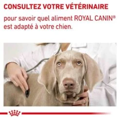 Royal Canin Veterinary Large Dog Adult 4 Kg -Animal Compagnie Boutique royal canin veterinary large dog adult 4 kg 8