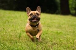 Tickless Pet Noir à Pile 5 Tickless Pet Noir à Pile -Animal Compagnie Boutique tickless pet noir pile3