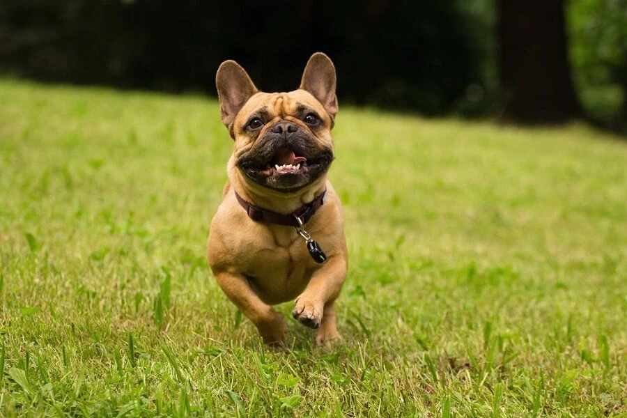 Tickless Pet Noir à Pile 3 Tickless Pet Noir à Pile – Image 3