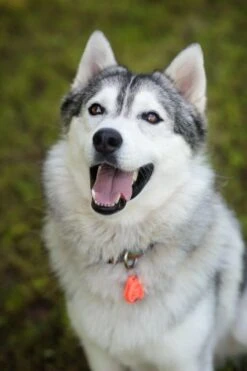 Tickless Pet Orange à Pile -Animal Compagnie Boutique tickless pet orange pile3 1