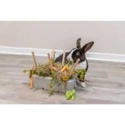 Trixie Mangeoire Pour Rongeurs 26 X 23 X 17 Cm 9 Trixie Mangeoire Pour Rongeurs 26 X 23 X 17 Cm -Animal Compagnie Boutique trixie mangeoire pour rongeurs 26 x 23 x 17 cm 5