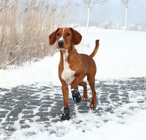 Trixie Bottes Protection Walker Active M X 2 2 Trixie Bottes Protection Walker Active M X 2 – Image 2