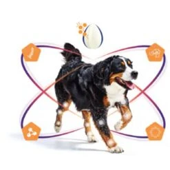 Virbac Movoflex Chien L -Animal Compagnie Boutique virbac movoflex chien l 5